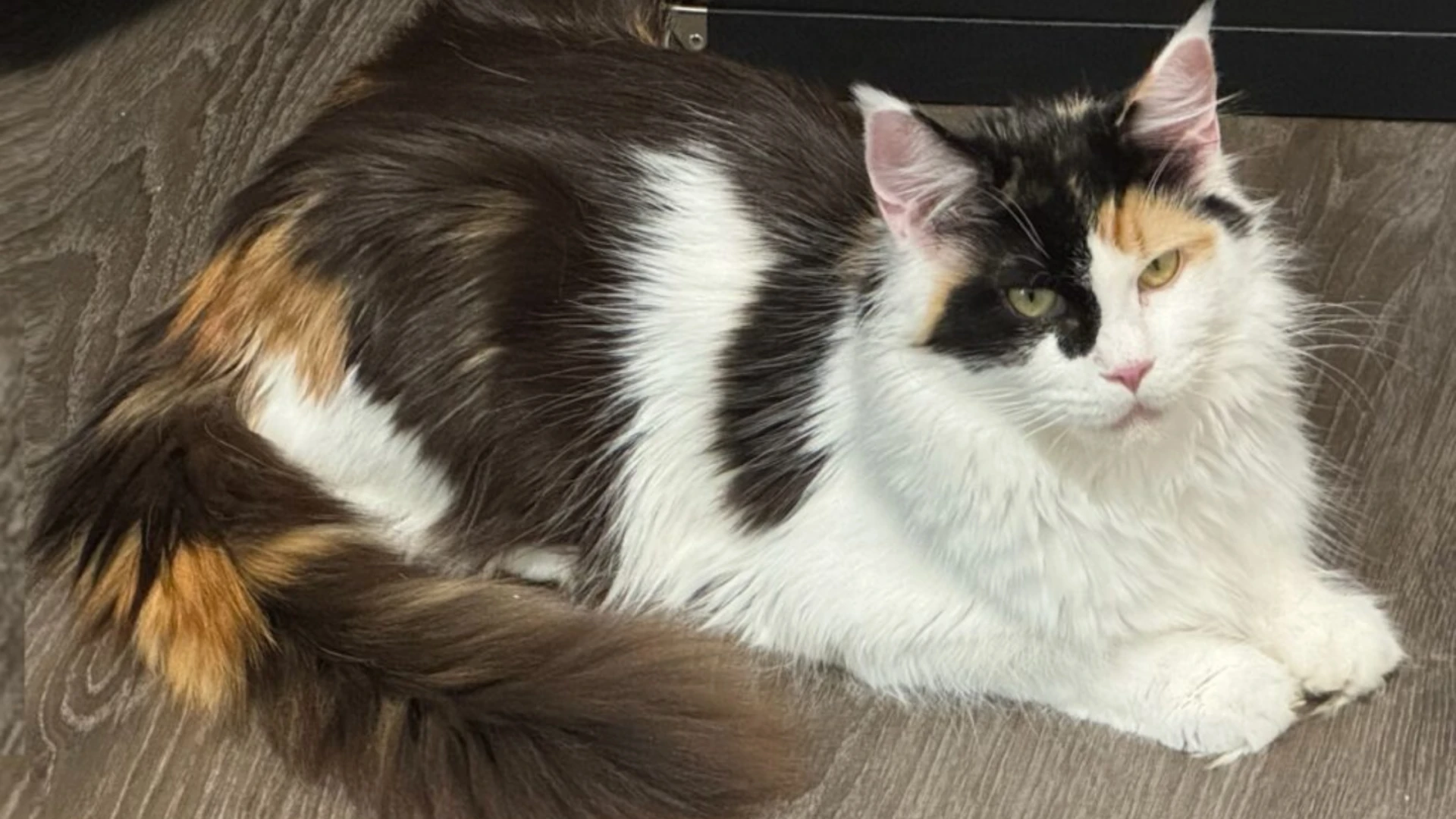 Maine Coon Kitten for Sale: What to Know Before Adoption?