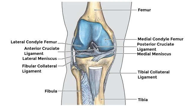 Understanding the Anterior Cruciate Ligament: Anatomy and Function