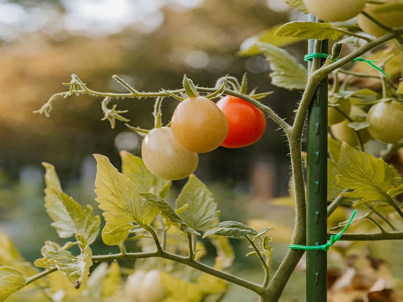 Garden/Farm Twist Ties