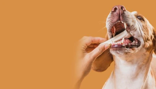 Is Dog Teeth Cleaning Suitable for Senior Dogs or Dogs with Sensitive Gums?