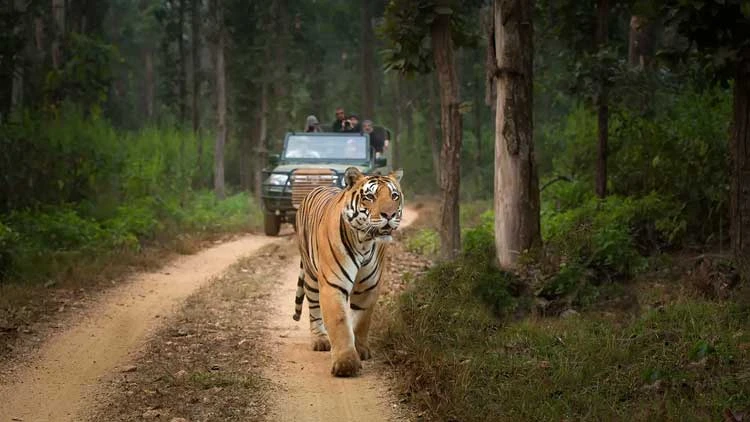 Best Wildlife Safari Experiences in India for Families and Adventure Lovers