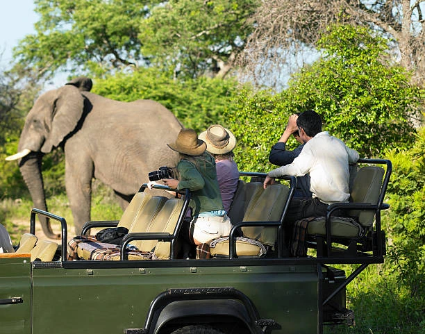 Discover the Wild Side of India: Best Place to Go to See Wildlife in India 2026