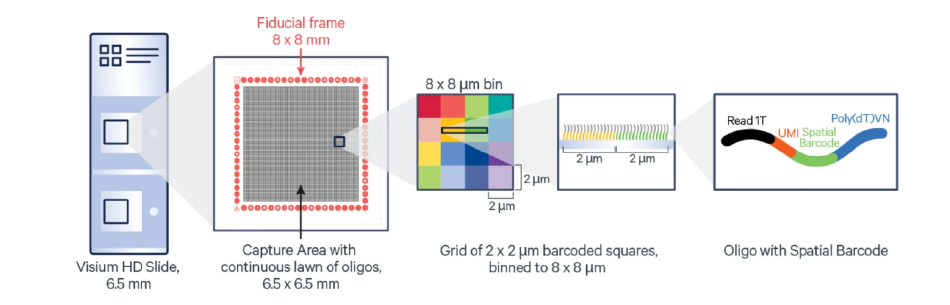 Visium Spatial Services