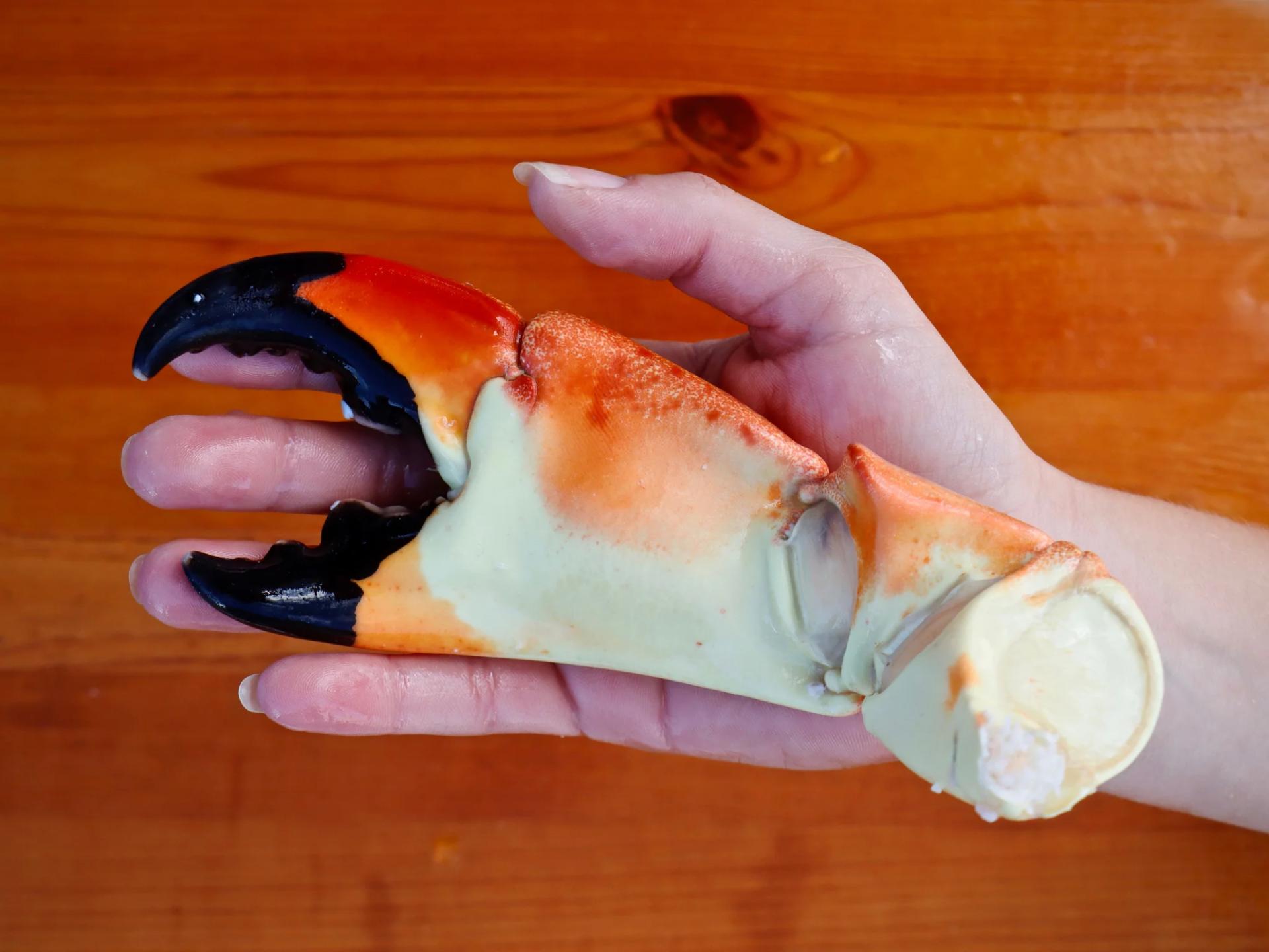 From Ocean to Table: The Journey of a Stone Crab