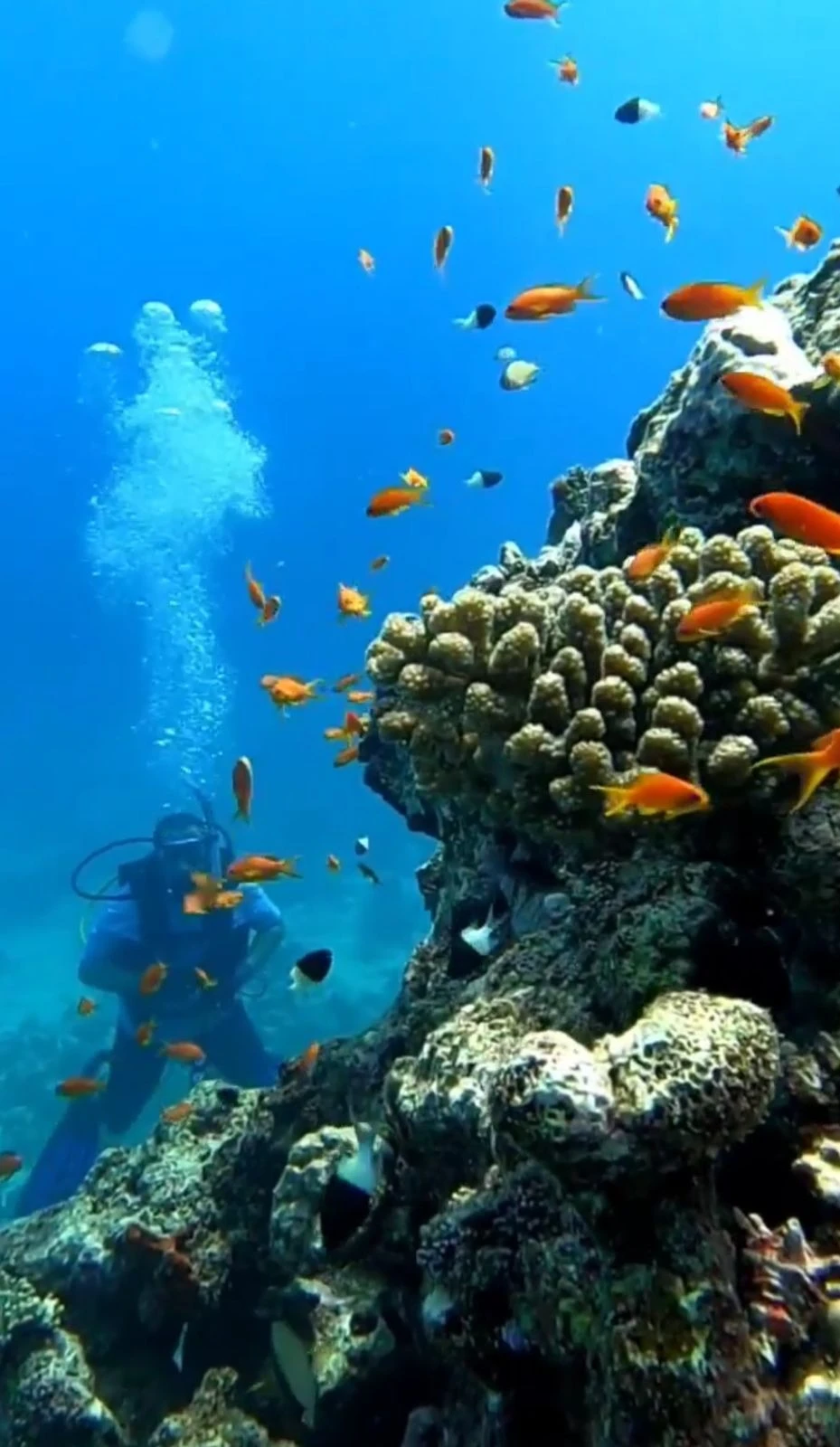 Sapphire Horizons: Mastering Deep Sea Fishing Charters on Jeddah's Red Sea Frontier – Your Definitive Guide