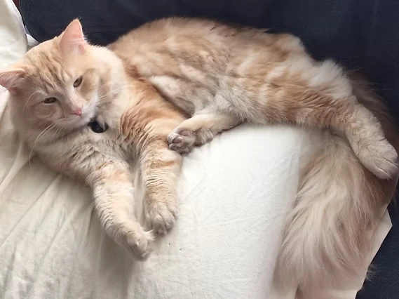 Beyond the Kitten Phase: Selecting a Siberian Feline With Care