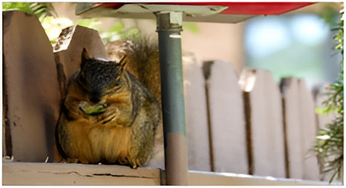 Call Pest Control Services Immediately Whenever You Spot Animals Around