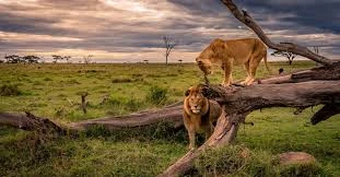 Epic African Safari Adventures Across Tanzania and Kruger Parks