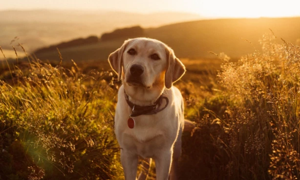 Professional Aggressive Dog Training in Dallas, TX for Safe and Balanced Behavior