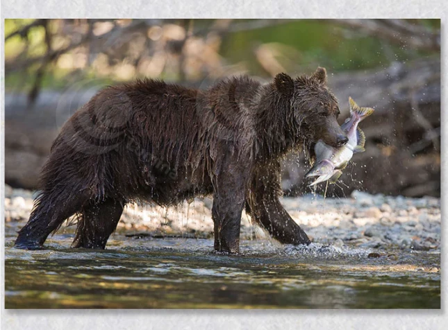 Wildlife Art: Celebrating Nature Through Creative Expression