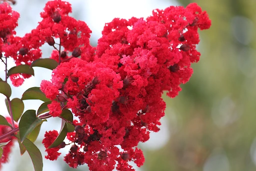 Plant These Flowering Trees For A Garden Full of Seasonal Color