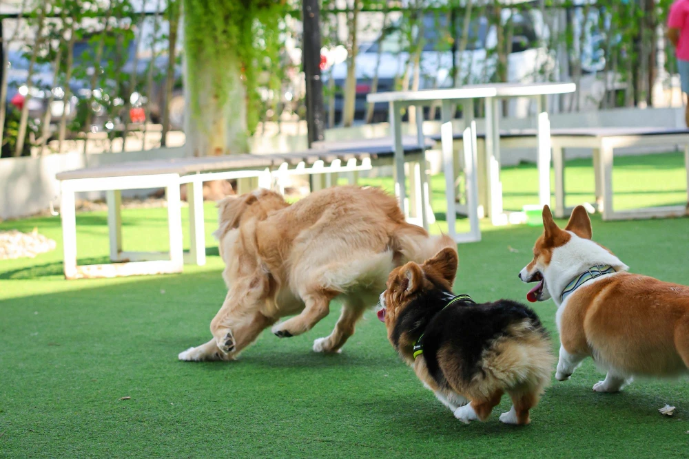 Why Houston Pet-Friendly Artificial Turf Is Worth the Investment for Your Home?