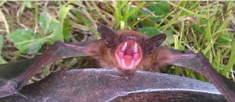 Professional Bat Removal Solutions for Homes and Businesses in Leesburg