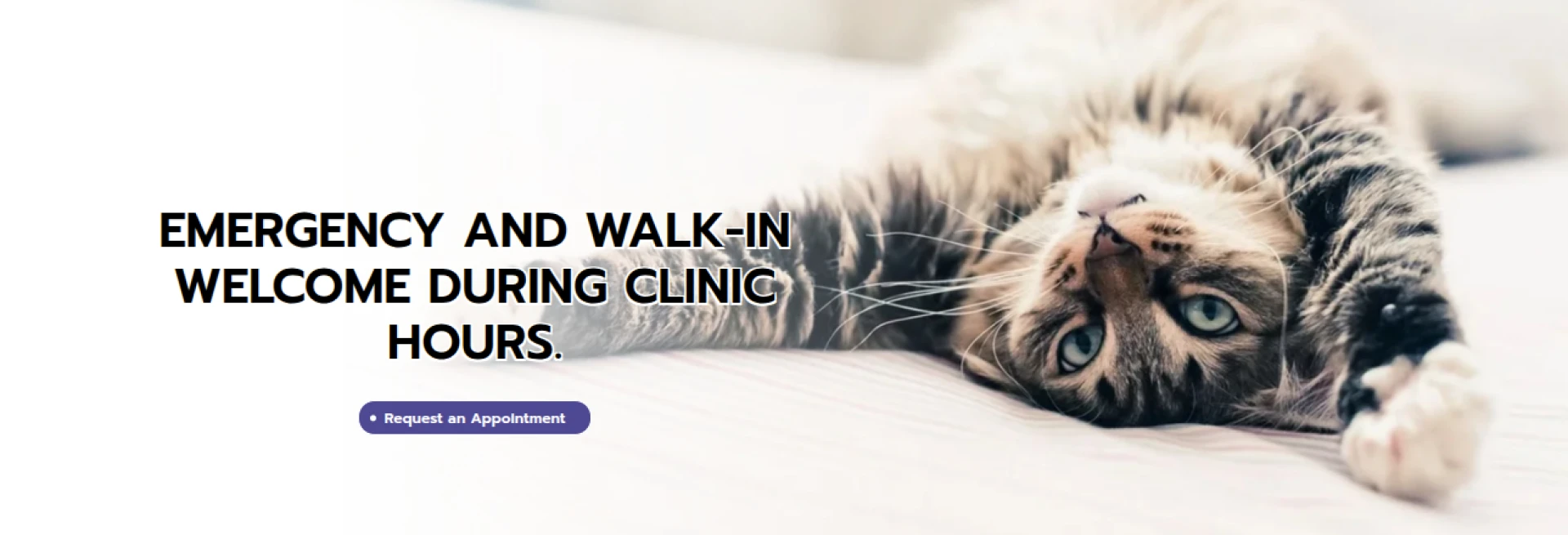 Emergency Vet Calgary: How Fast Treatment Saves Pet Lives