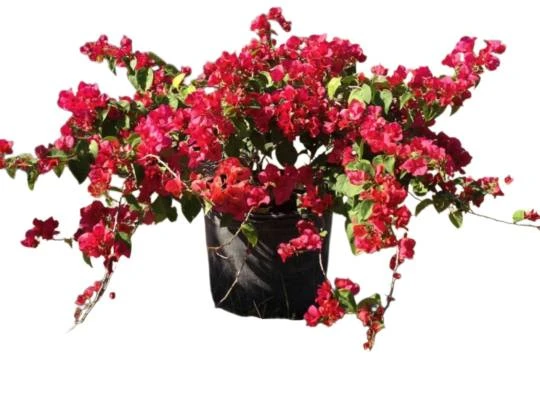 What to Buy (and Skip) When Shopping for Plants in Palmetto Bay