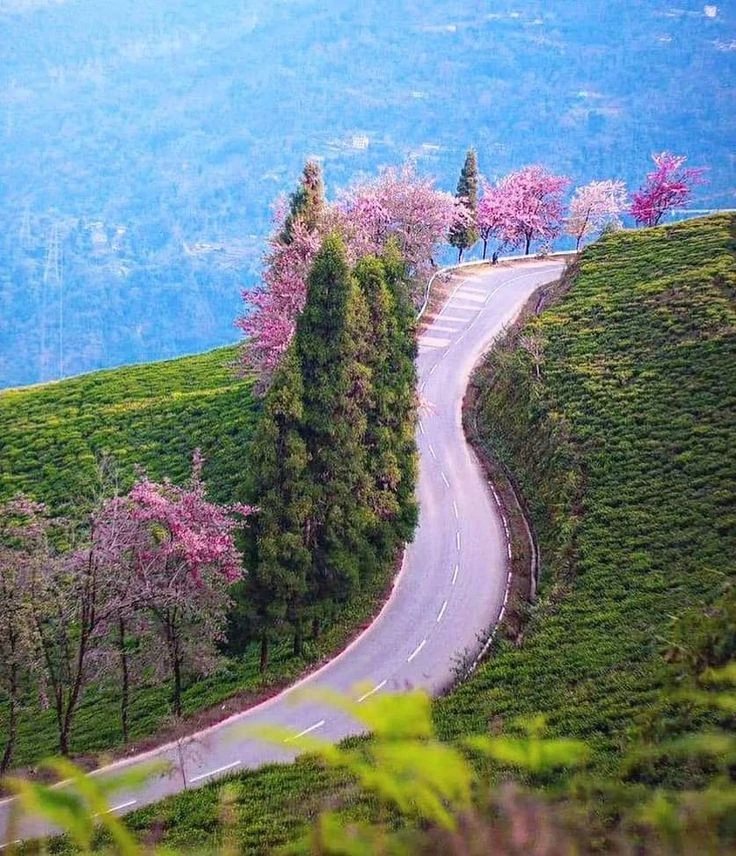 North Sikkim vs South Sikkim : Which One Should You Visit First?