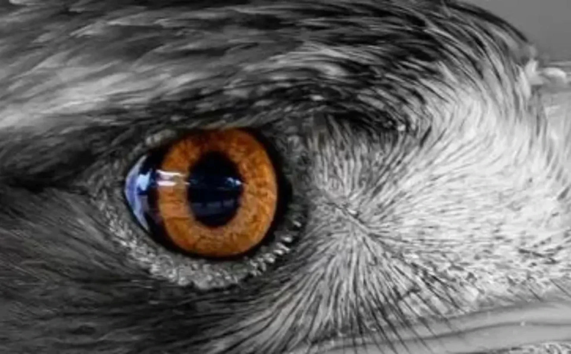 Discovering the Toucan: The Rainbow-Beaked Wonder of the Rainforest