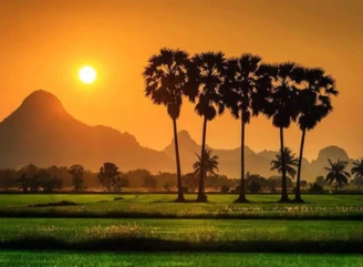 Customized Kerala Tour Packages for Couples and Honeymooners