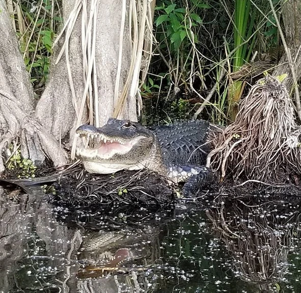 What It Feels Like to Skim Across the Everglades for the First Time