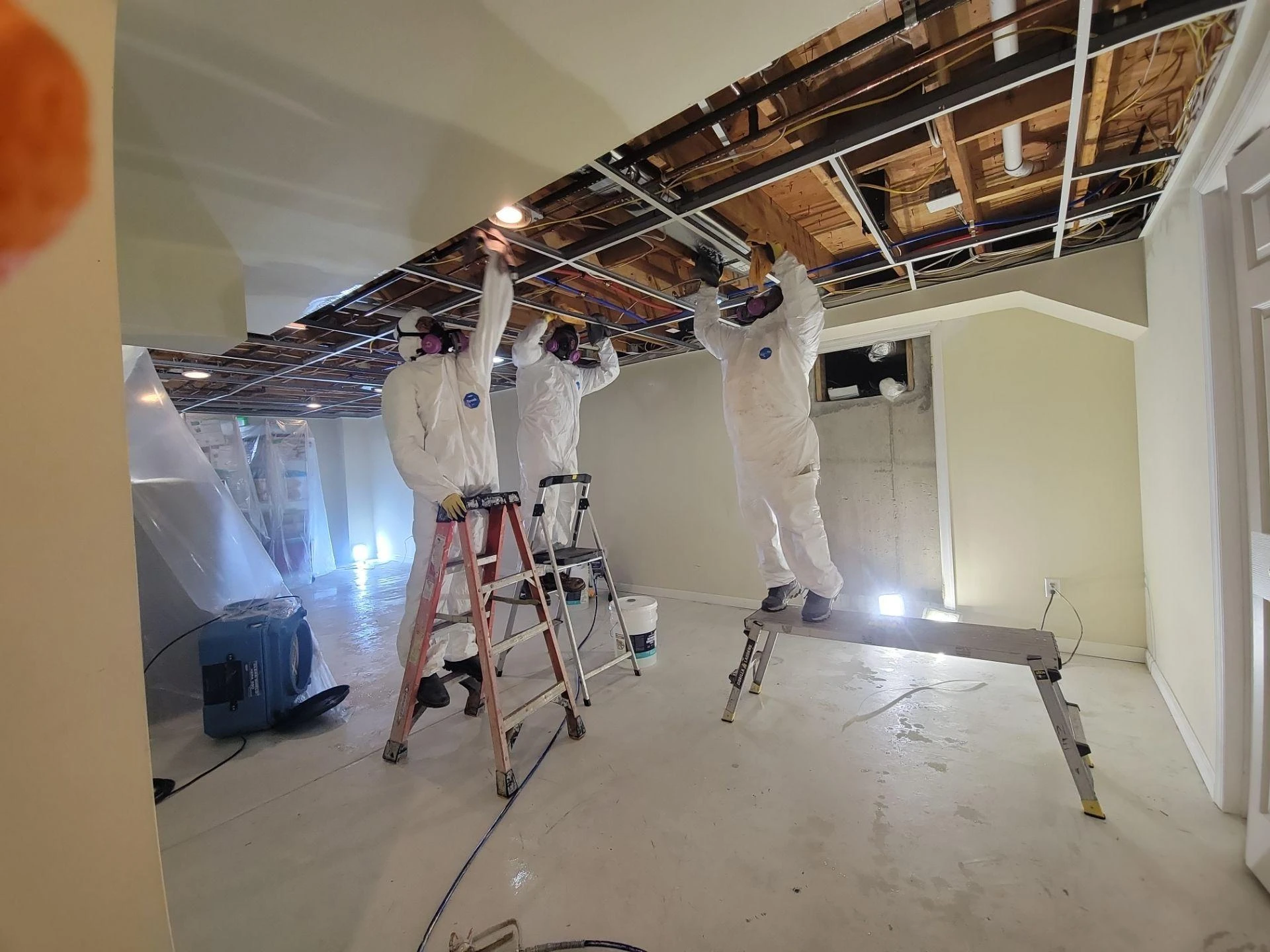 The Health Risks of Mold Exposure and How to Mitigate Them