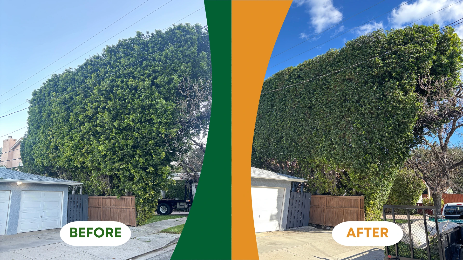 From Roots to Canopy: What It Takes to Keep Trees Healthy in Sylmar