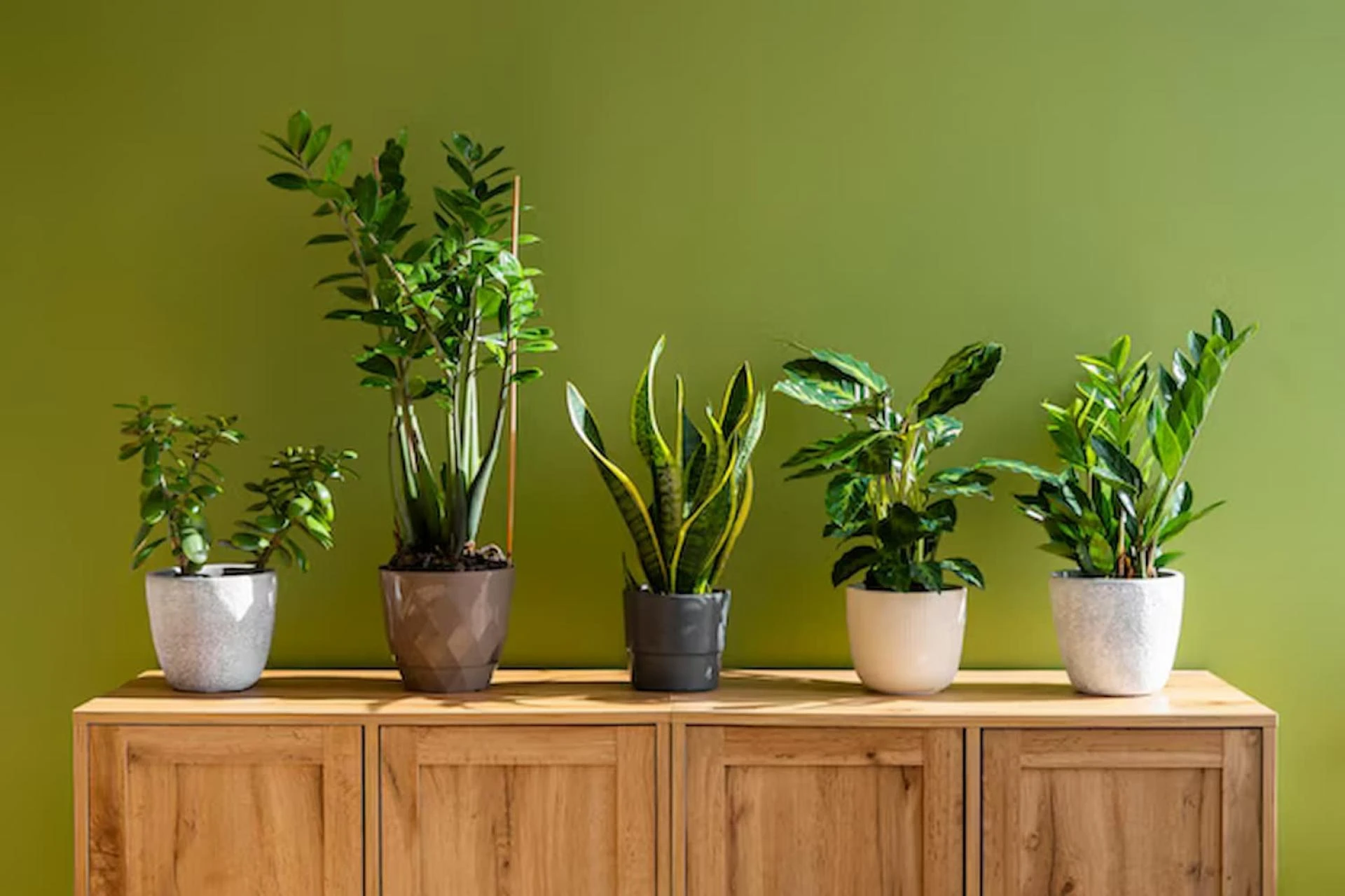 Why Indoor Plant Service Matters for Commercial Spaces