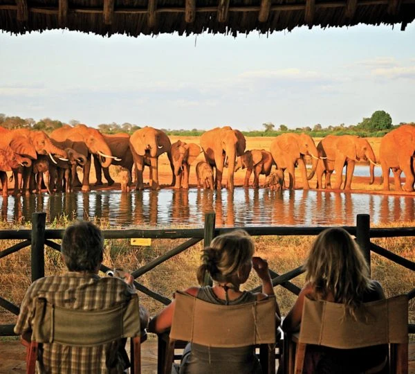 A Complete Guide to Planning Memorable Safari Tours East Africa