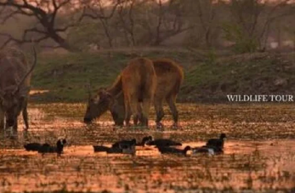 Exploring the World in Style: Curated Travel Experiences by Hello India Tour Europe