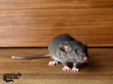 Professional Rat Removal Solutions for Safer Homes and Businesses in Lake County