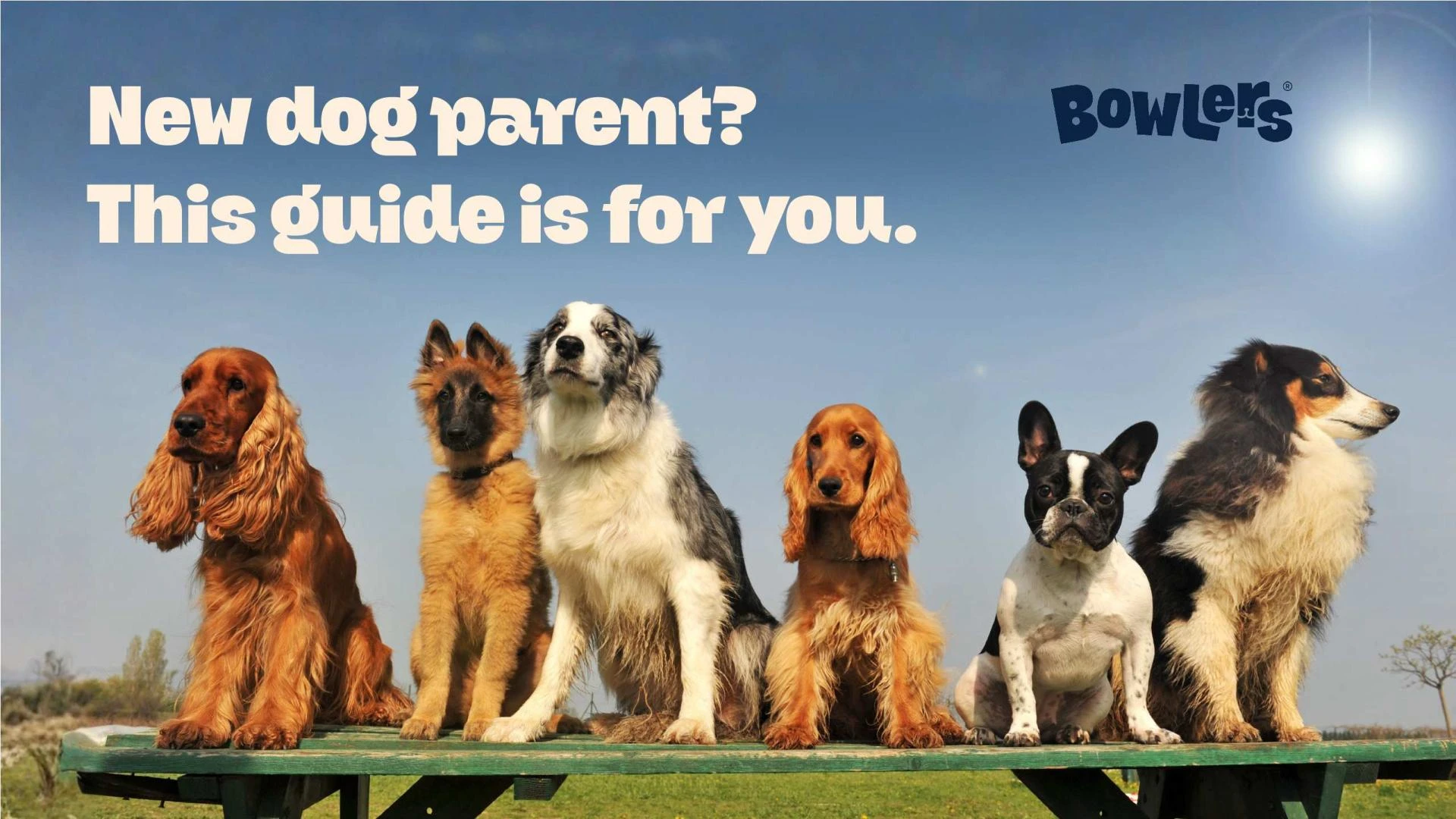 Popular Dog Breeds and Their Unique Characteristics