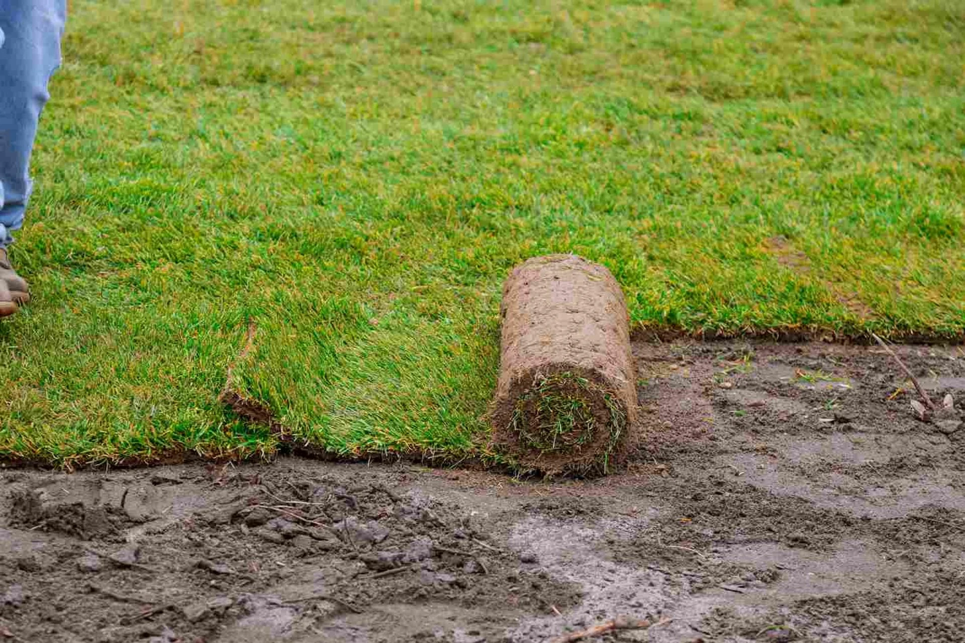 Professional Sod Installation Companies Near Me: Why Hire Experts in Canada
