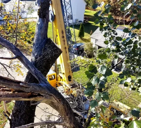 Land Clearing Services at Lord’s Tree Service LLC