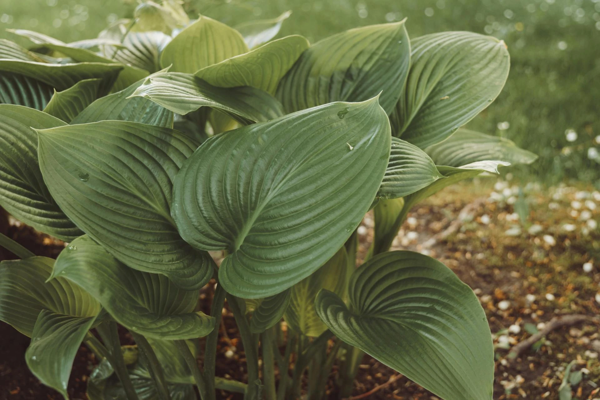 How to Use a Rototiller to Prep Your Garden for Spring