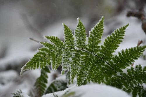 Create a Thriving Landscape with Trees & Pollinator-Friendly Plants
