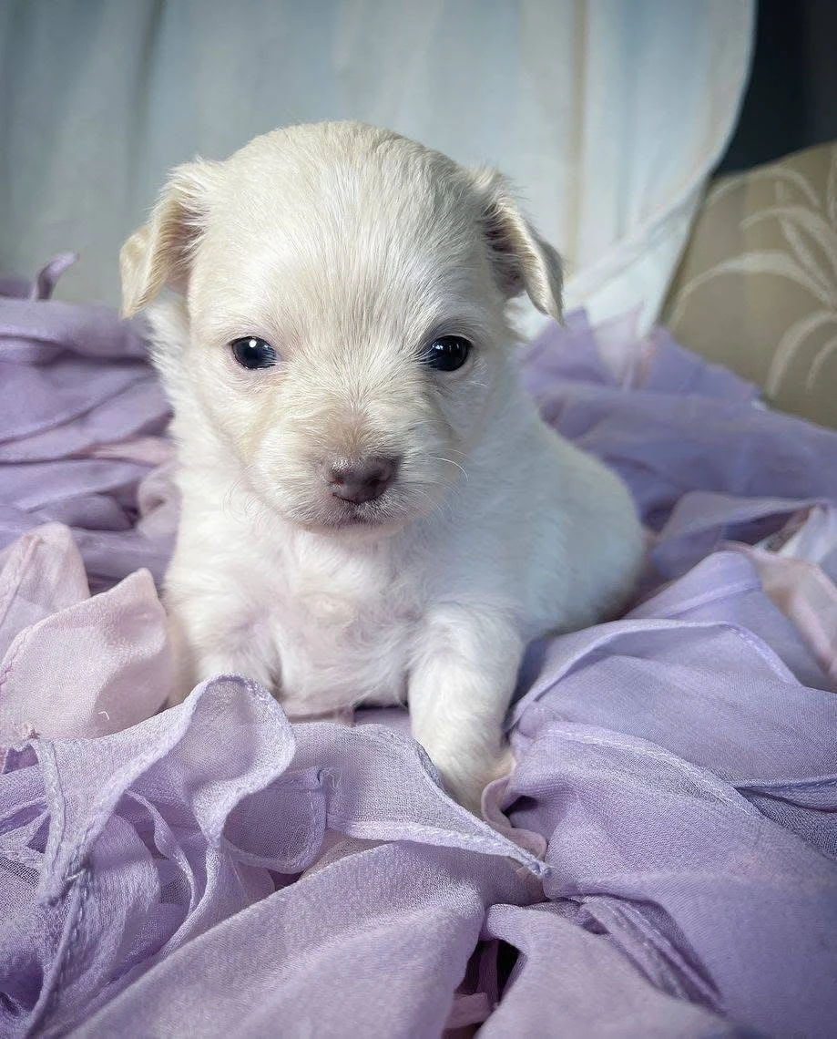 Tiny Paws, Big Lessons: A Modern Guide to Puppy Training That Actually Works