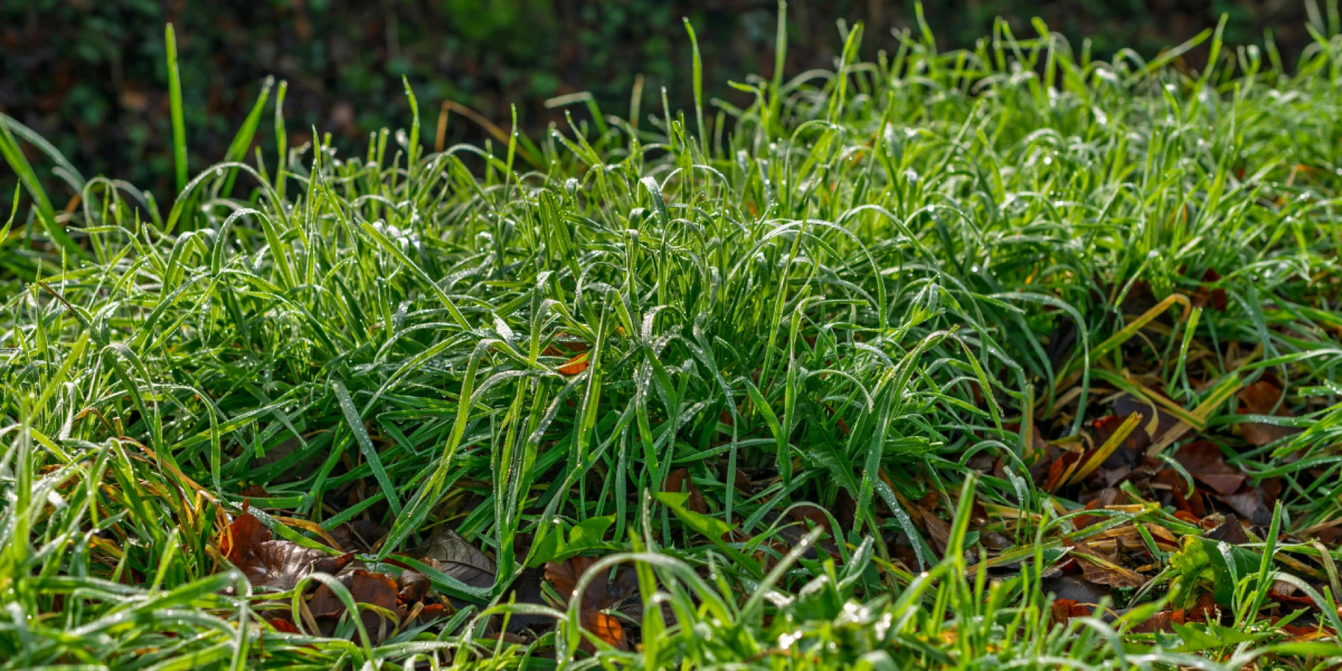 Cold-Weather Lawn Care Tips for Winter in Dallas