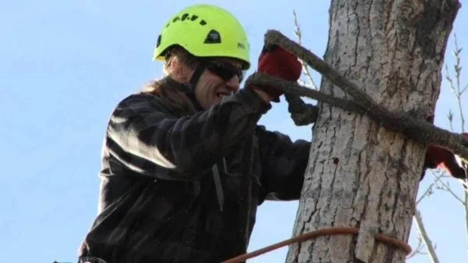 What Are the Warning Signs That You Need a Tree Removal Service in Lakewood, CO?