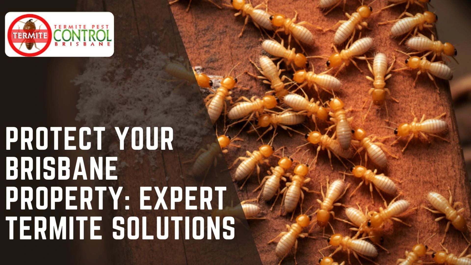 Protect Your Brisbane Property: Expert Termite Solutions