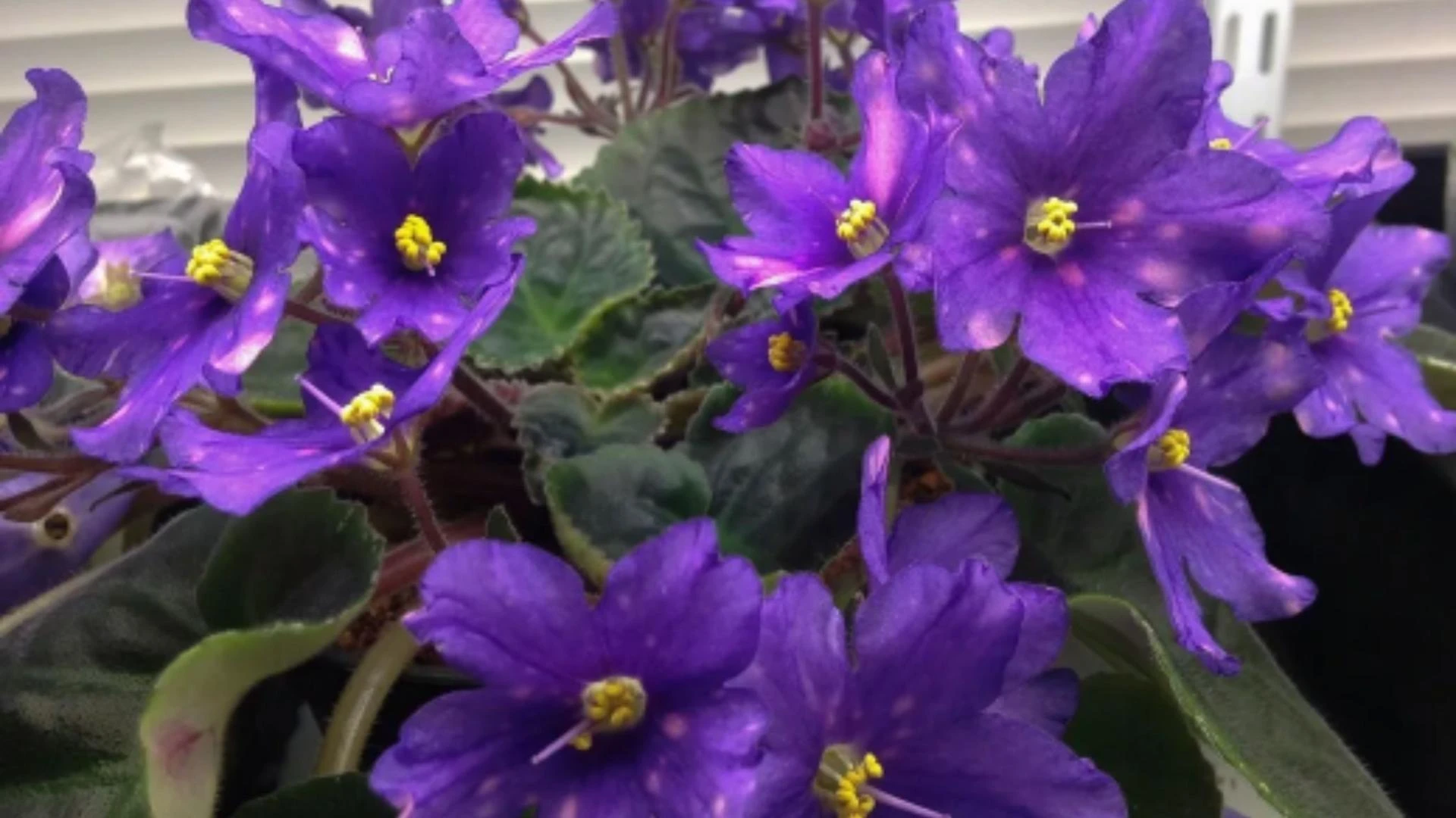 How to Start an African Violet Seeds School Project