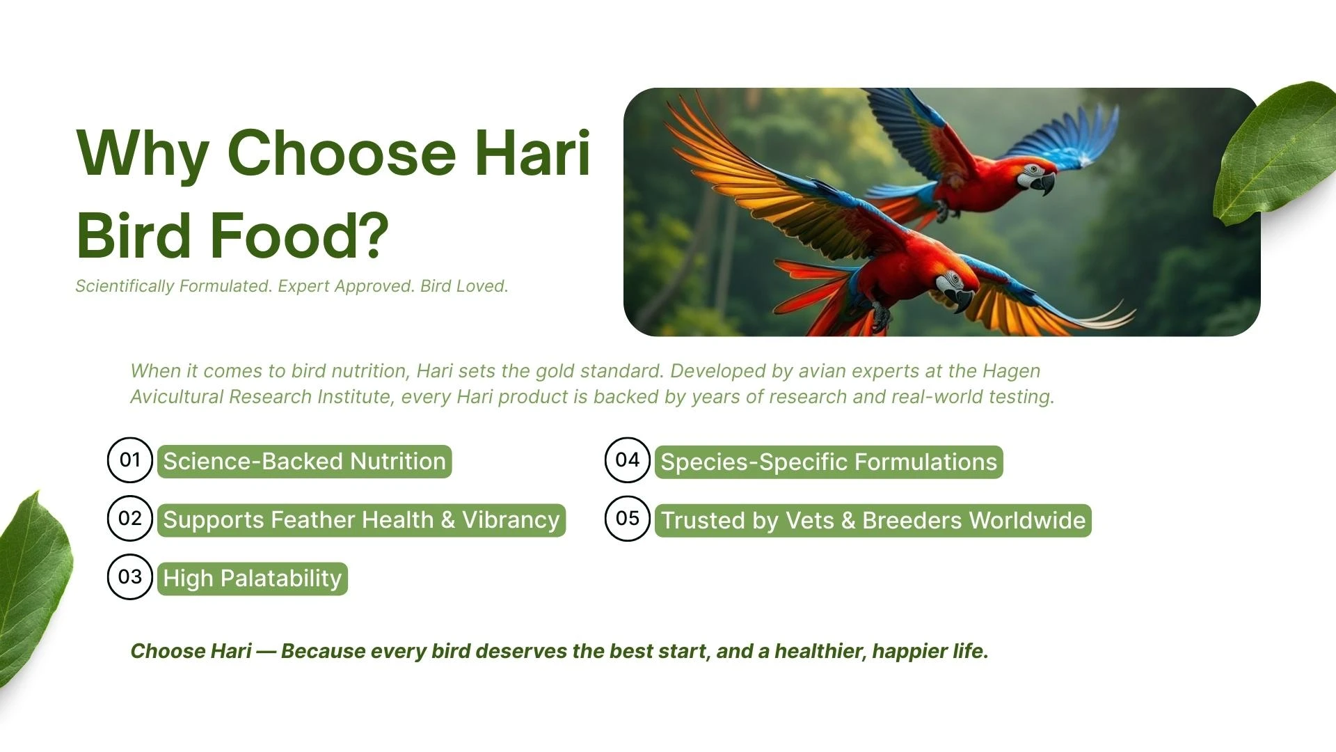 Complete Bird Care Guide at Home: Healthy & Happy Birds