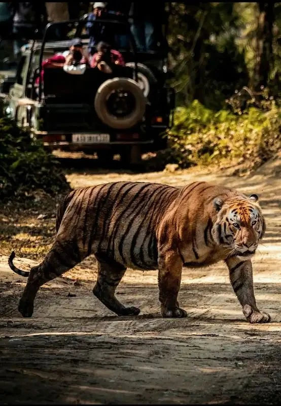 India’s Central Tiger Reserves vs South Africa’s Kruger: The Luxury Decision Guide for Americans