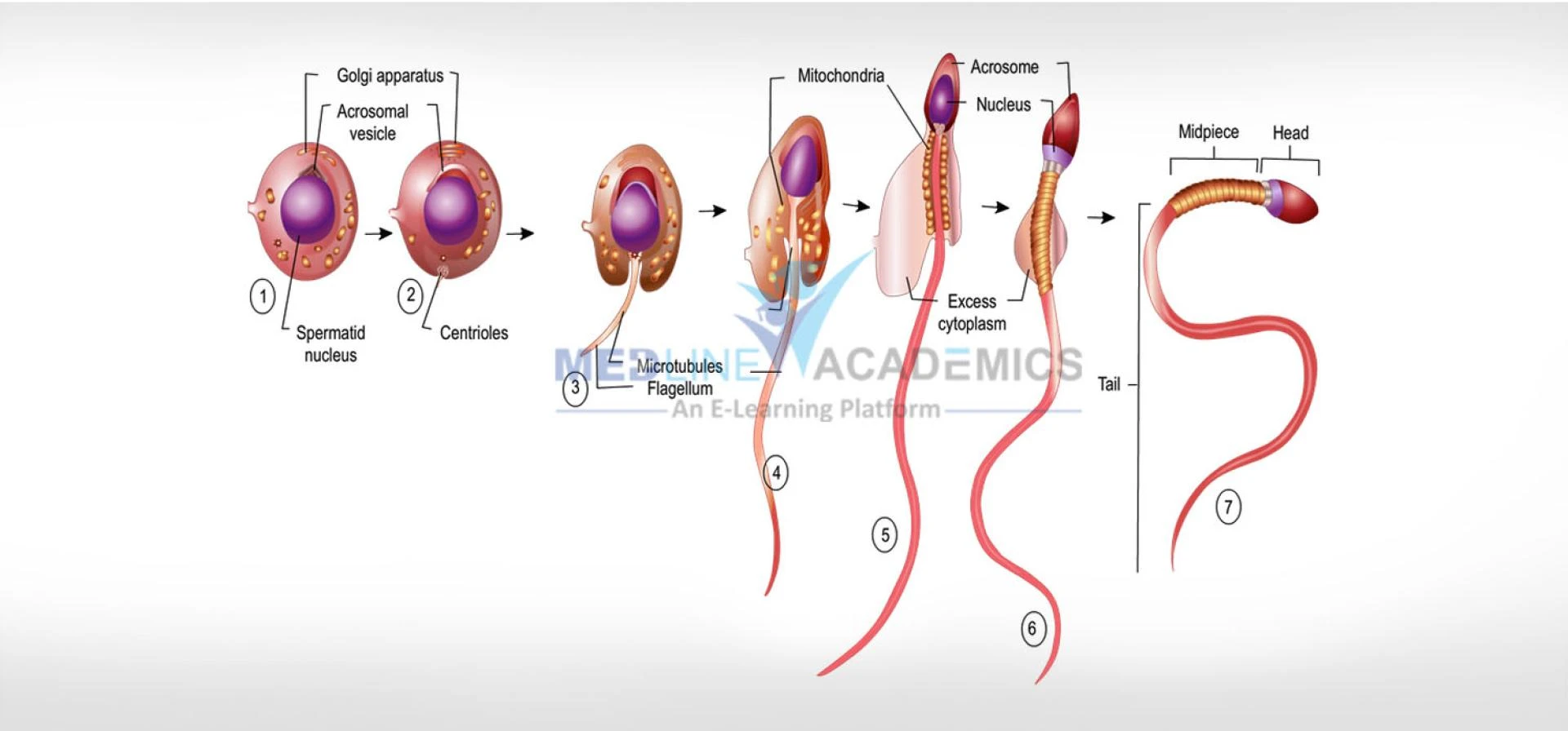 Basic and Advanced Andrology Courses in Bangalore by Medline Academics