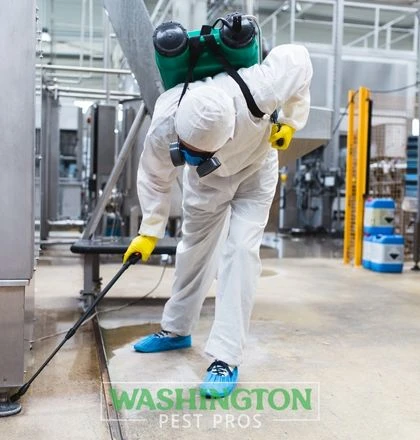 Common Household Pests You Should Never Ignore in Puyallup, Washington