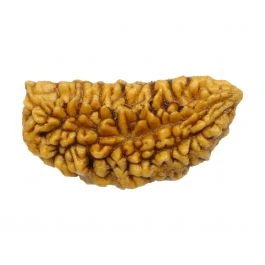 One Mukhi Rudraksha Ideal For Which Profession?