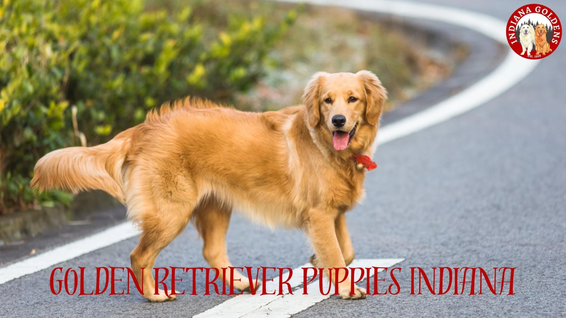 Golden Retriever Puppies Indiana: Finding Your Perfect Companion