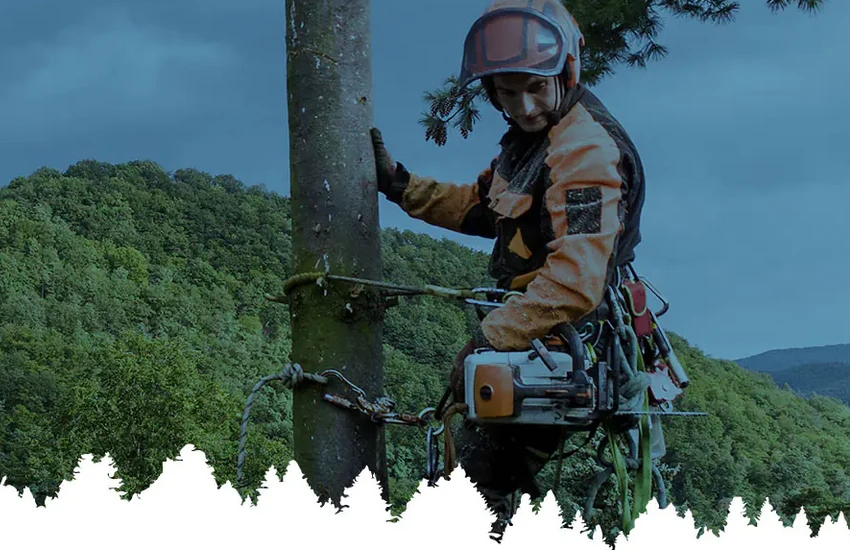 Professional Stump Grinding & Stump Removal: Restore Your Landscape the Right Way