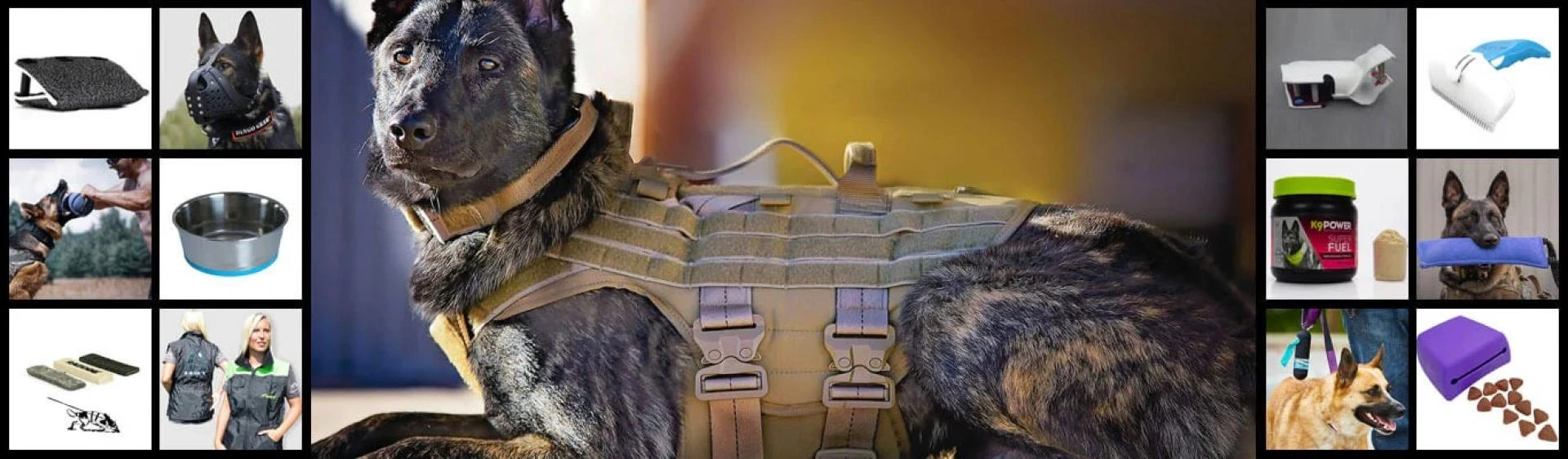 Best Dog Training Equipment in Sydney: What Trainers Recommend