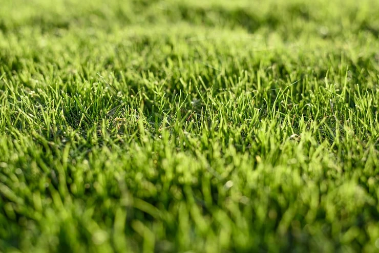 Lethbridge Turf Grass: The Practical Choice For Beautiful Outdoor Spaces