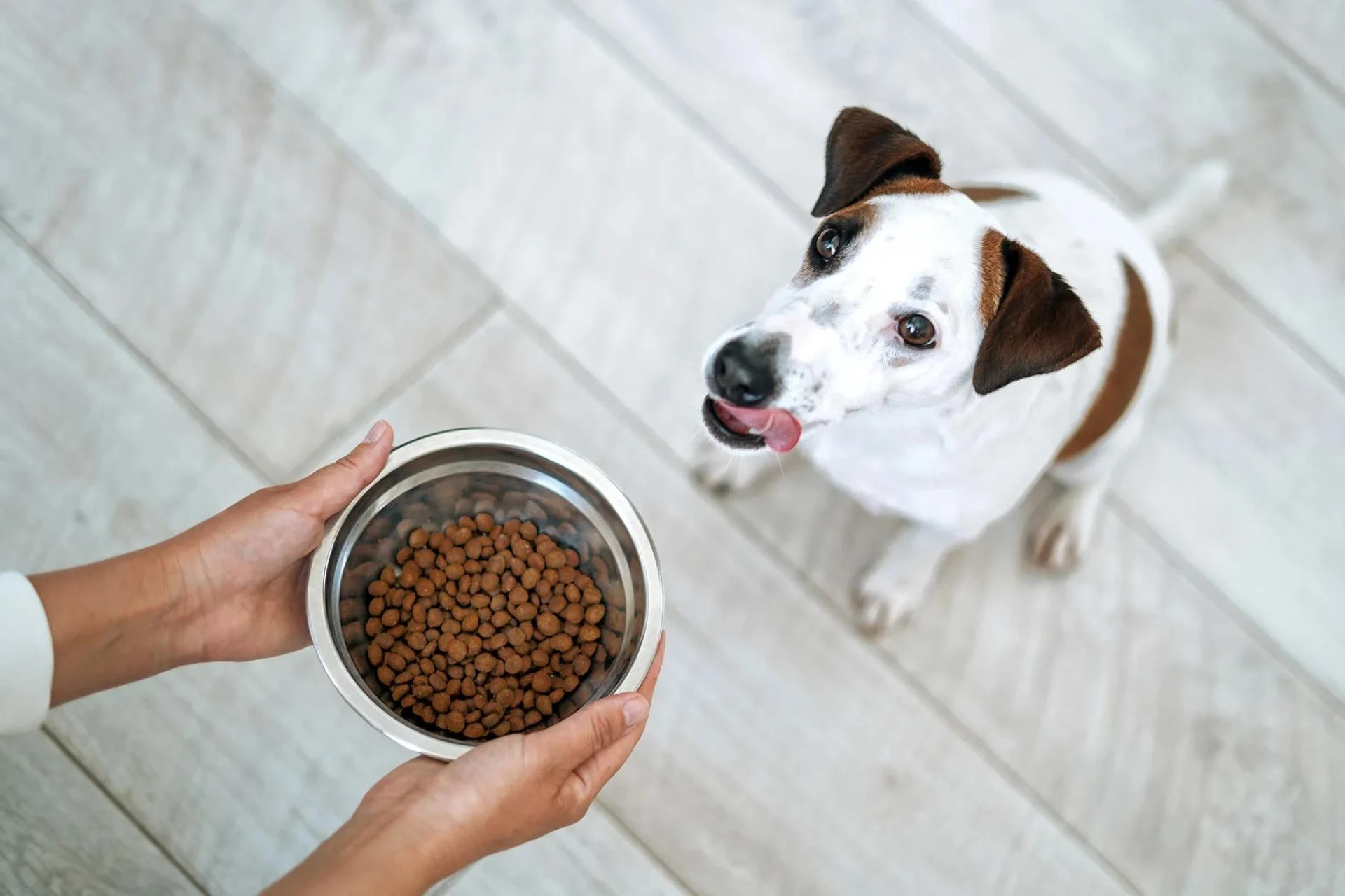 How Probiotics Play a Crucial Role in Your Dog’s Digestive Health