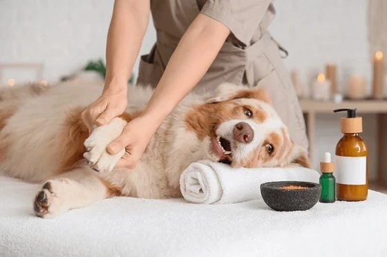 Comfort Care and Grooming Insights at a Winter Park Pet Spa